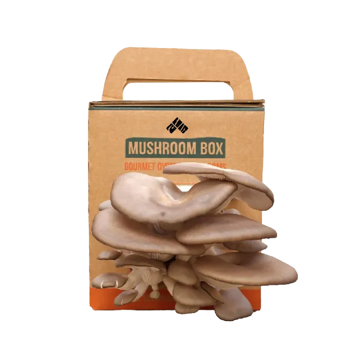 Custom Mushroom Boxes | Mushroom Packaging